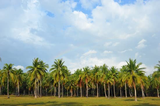 canva palm tree MAC 5V7MP08
