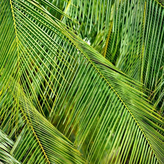 canva palm tree MAC 5YKkiG8