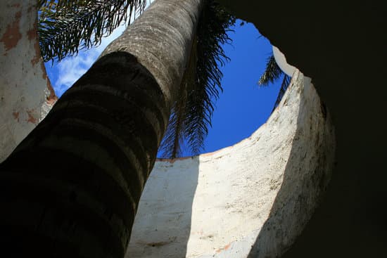 canva palm tree MADAmmrskFE
