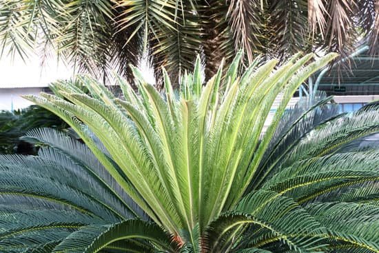 canva palm tree MADB9oNy3YE
