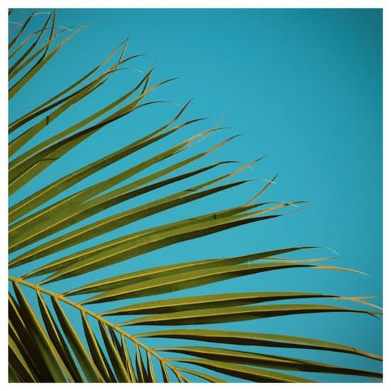 canva palm tree MADBRWPAzmY