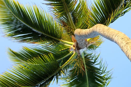 canva palm tree MADB FR3wFg