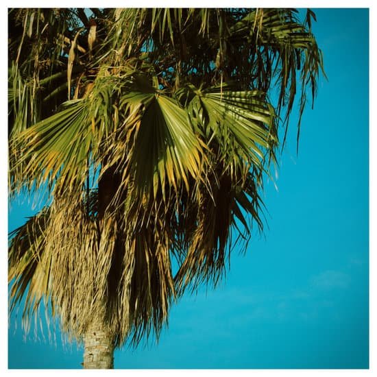 canva palm tree MADBjVt6mXA