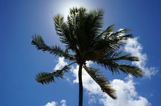 canva palm tree