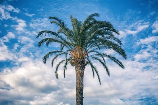 canva palm tree MAEECt3Qpq8