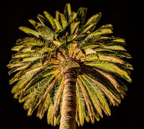 canva palm tree MAEEszKWWiY