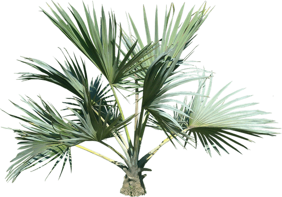 canva palm tree MAEXC TWPmw