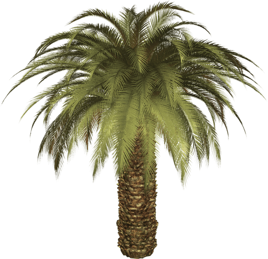 canva palm tree MAEXC5S6iAI