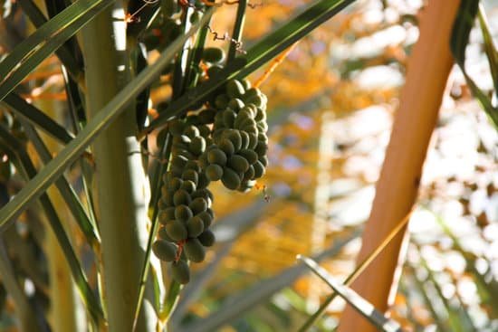 canva palm tree fruits on palm tree MADB3b5t0Kk