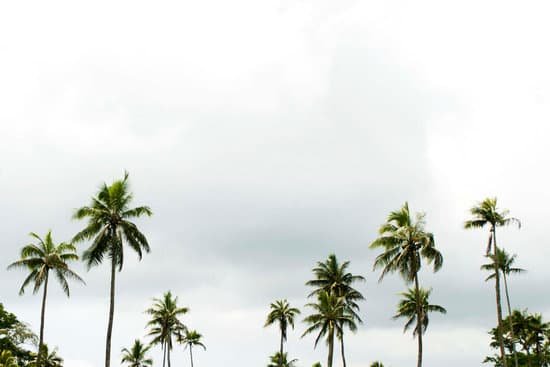 canva palm tree landscape MABJFXNHtaY