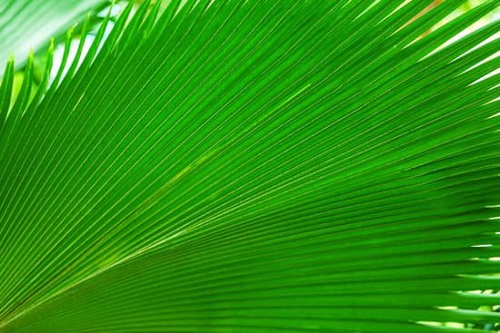 canva palm tree leaf MAD Qh z po