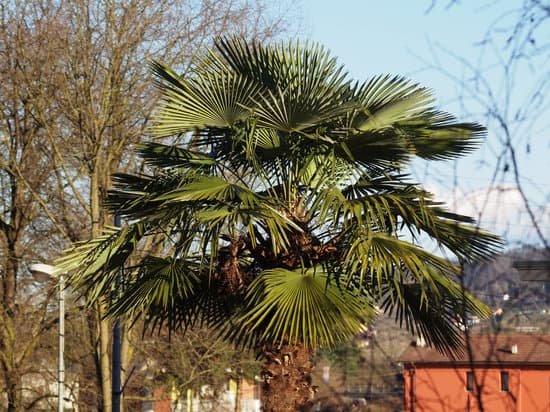 canva palm tree top MACTJVz9auc