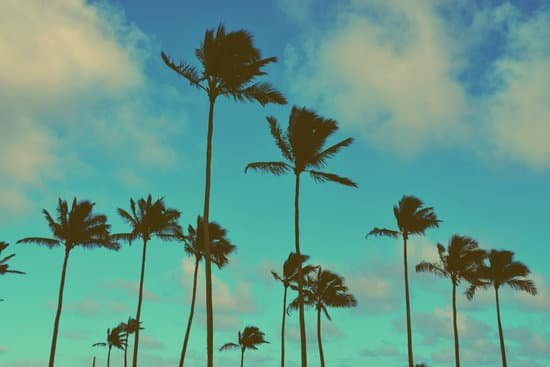 canva palm trees MAB48Fjfl6Q