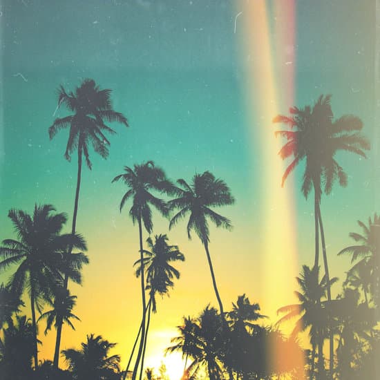 canva palm trees