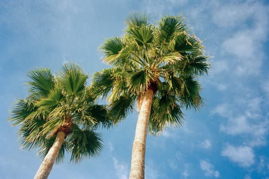 canva palm trees MAC70EKa8nc