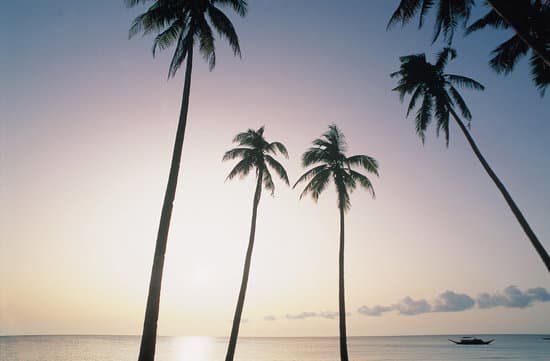 canva palm trees MAC76 W89yw
