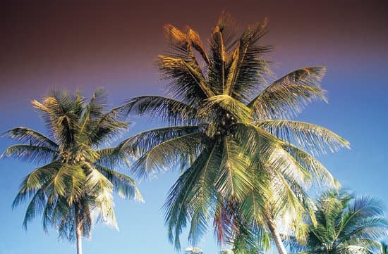 canva palm trees MAC760N3HGk