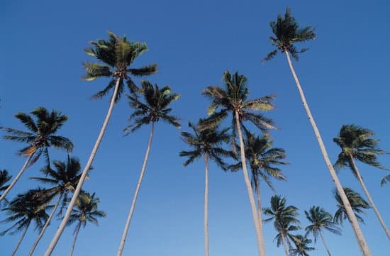 canva palm trees MAC760kOBAw