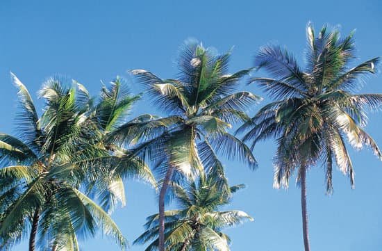 canva palm trees MAC769DBnO0