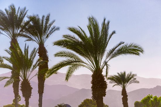 canva palm trees MADFHXJ4TFo