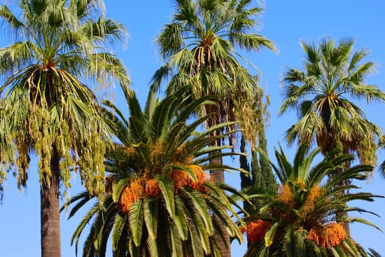 canva palm trees MAEsLUmlCwk