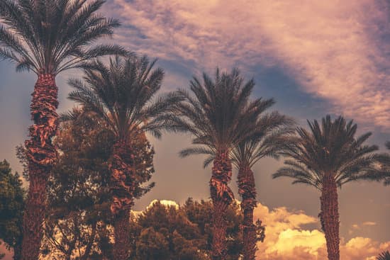 canva palm trees sunset MAA8YJvPw8k