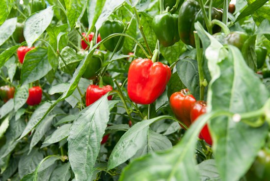 canva paprika MADFOjeM8T0