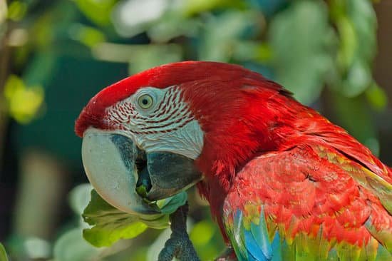 canva parrot
