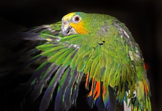 canva parrot MAC501eEM0M