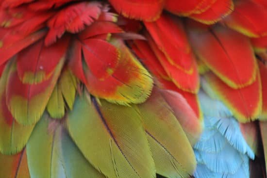 canva parrot MAC5y9DOSzs
