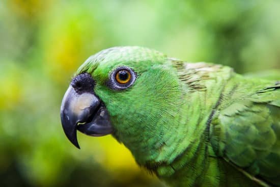 canva parrot