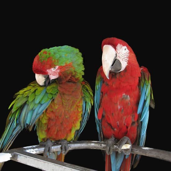 canva parrot MAC9bfkTpqU