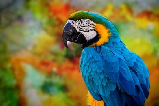 canva parrot MAD33JJkQAI