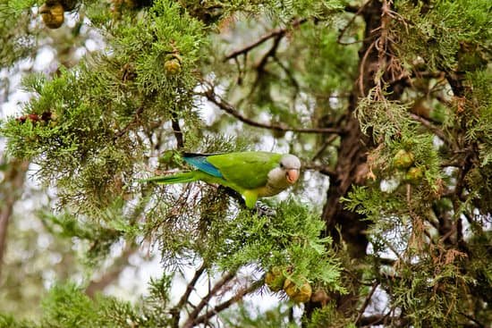 canva parrot MADAVNrhsbA