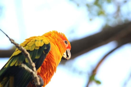 canva parrot MADAiDoQ12E