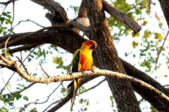 canva parrot MADAiOecEBc