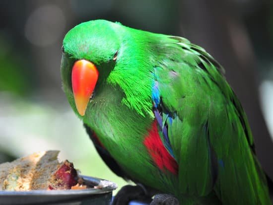 canva parrot MADAywIIVTk