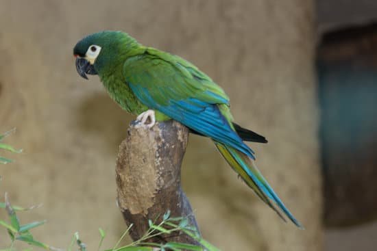 canva parrot MADB5hr ngQ