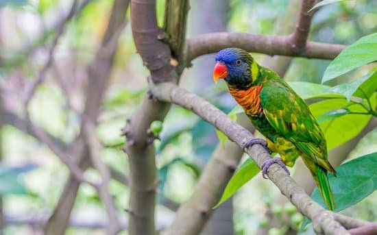 canva parrot MADB7XuUlJE
