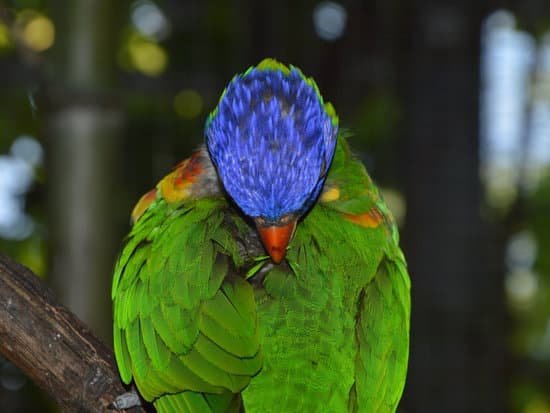 canva parrot