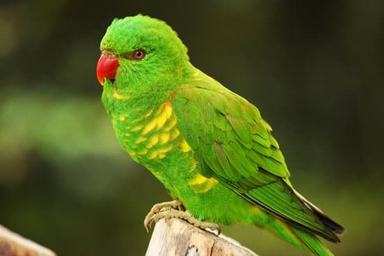 canva parrot MADBjNoyJDc