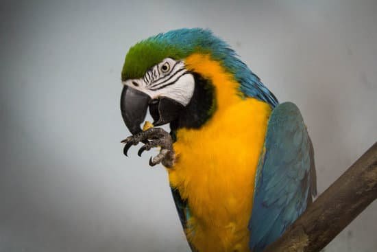 canva parrot MADBtdM 2 Y