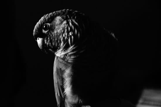 canva parrot