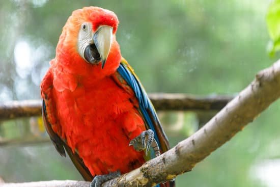 canva parrot MADCUrFXV4U