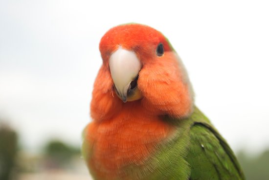canva parrot MADFNgDid2Y
