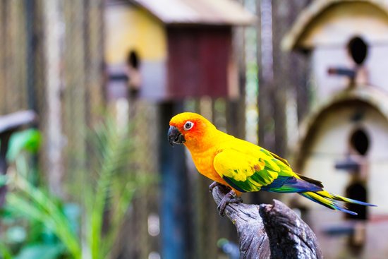 canva parrot MADFQ7ocLnw