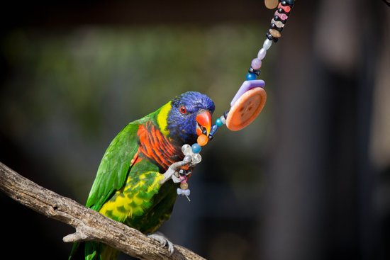 canva parrot MADFRgT NHo