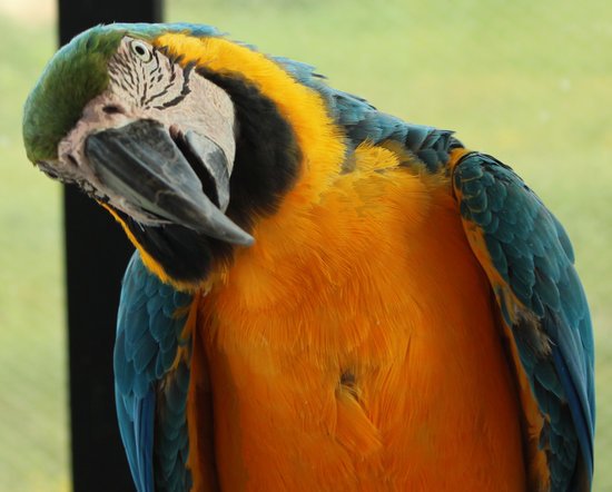 canva parrot MADFoQ8fKzc