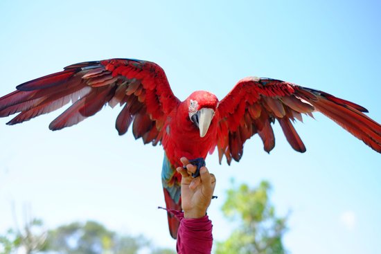 canva parrot MADFsSvx Hs