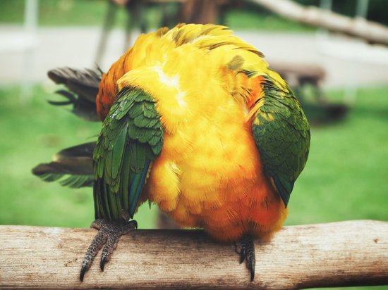 canva parrot MADGB8TCsjI